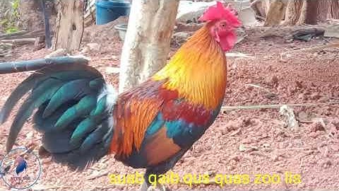 suab qaib dib quas zoo heev lis cuab tuaj zoo heev