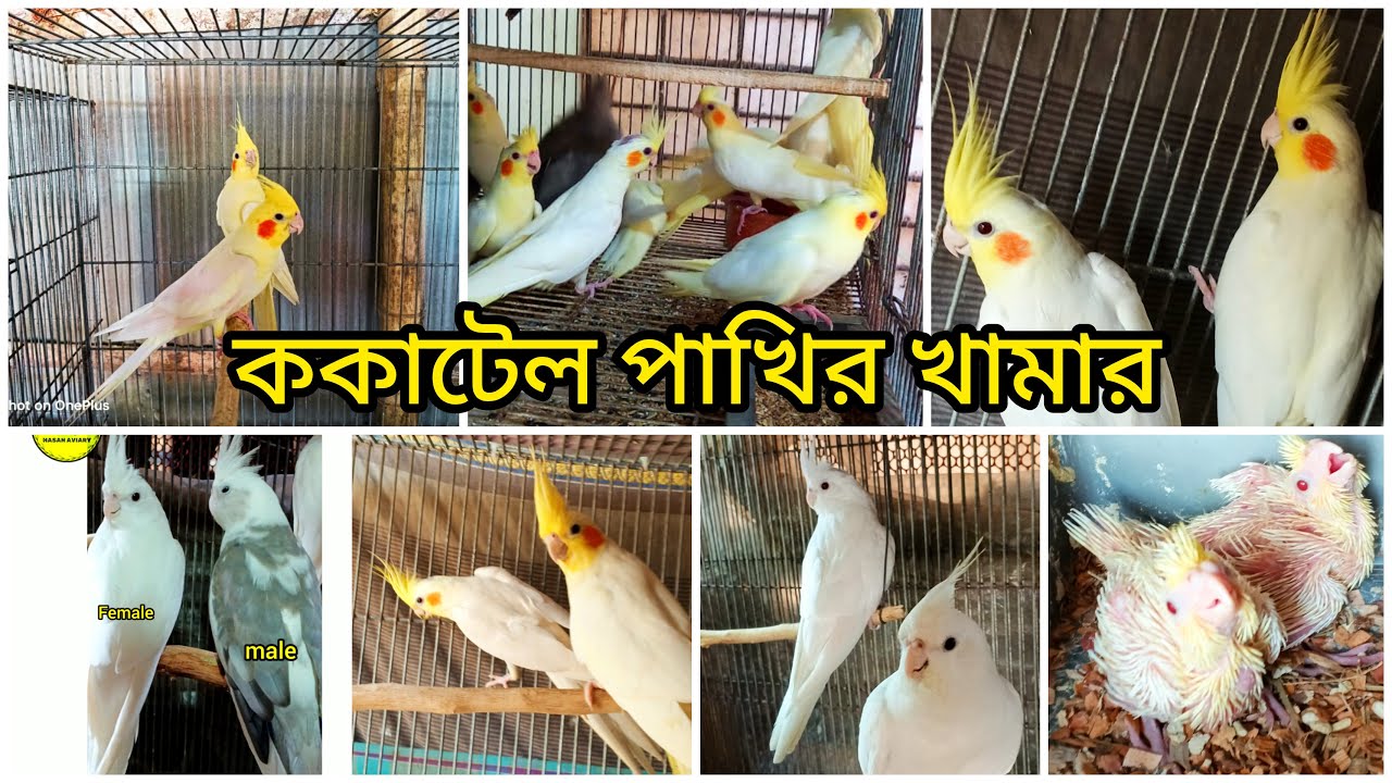 ককাটেল পাখির খামার | Hasan Aviary