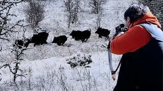 Best Wild Boar Hunting Videos