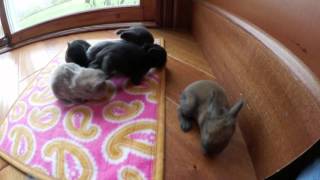 Two-Week-Old Holland Lop Babies