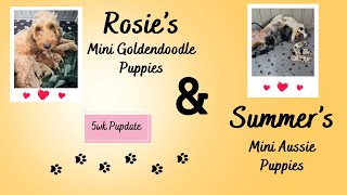 Rosie & Summer's 5wk Pupdate by TN Valley Aussies & Doodles 133 views 5 months ago 11 minutes