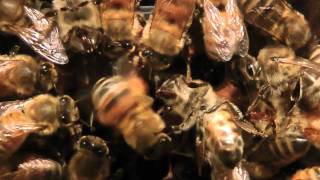 Bees in observation hive doing waggle dance