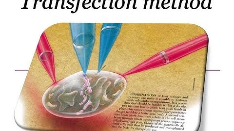 Transfection Methods Part 2