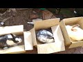 Cleaning rabbit 🐰 and guinea pig home