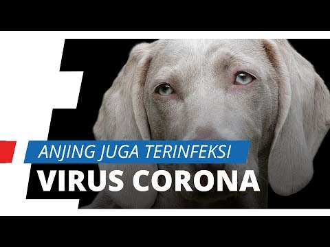 tak-hanya-manusia,-anjing-di-hong-kong-positif-terinfeksi-virus-corona