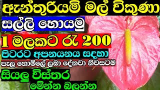 සල්ලි හොයමු අැන්තුරියමි වලින් | Swayan rakiya at home | Swayan rakiya sri lanka | business ideas