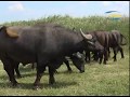 Водяные буйволы прекрасно освоились в Придунайских плавнях