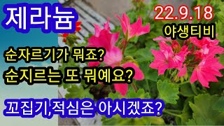 제라늄.순지르기,순자르기를  해야하는 이유!