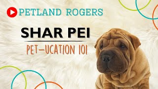 Everything you need to know about Shar Pei puppies! by Petland Rogers 90 views 8 months ago 1 minute, 4 seconds