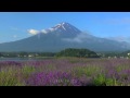 富士山とラベンダー