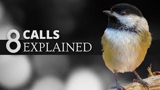 8 Blackcapped Chickadee Calls EXPLAINED