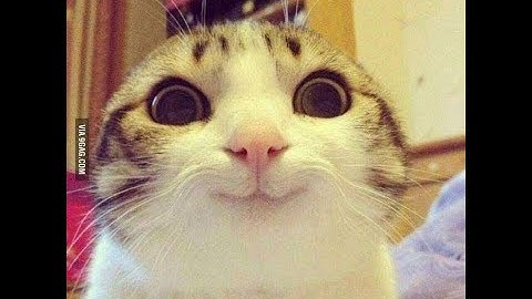 How to make minion mods for FF14 like a pro