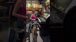 Service Dog Tips Piano Player, Gets Special Song