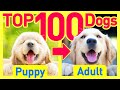 TOP100 Dog Breeds Before and After Growing Up ❤️ Puppy to Adult Cute Smiles Edition