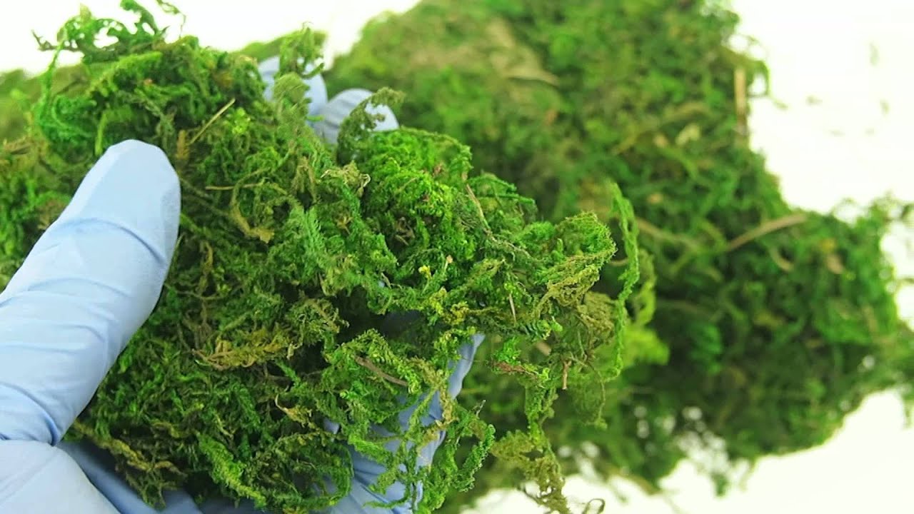 Dried Organic Reindeer Moss Green Vase Filler Planter Topping Wedding Large Bag