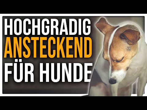 Zwingerhusten 🦠Ansteckend und gefährlich? Was ihr über die Hundegrippe wissen müsst - TGH 457