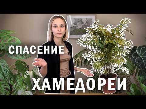 Спасение  ХАМЕДОРЕИ часть 1 / Реанимация замерзшей пальмы / Растение потеряло много листьев