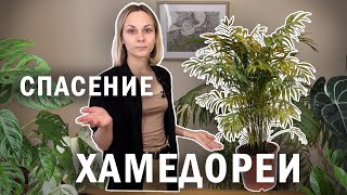 Спасение  ХАМЕДОРЕИ часть 1 / Реанимация замерзшей пальмы / Растение потеряло много листьев