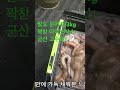 2kg 3kg 말도 문어 사이즈대박군산 고수호