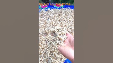 Chia sẻ Bài Mồi câu Cá Rô Đồng và Cá Trê Vàng thiên nhiên