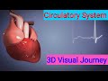 Journey Through the Circulatory System and Its Vital Functions