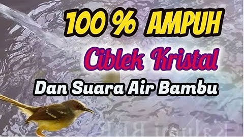 Masteran CIBLEK GACOR NGEBREN KRISTAL Full Isian (Diiringi Gemericik Air Sungai Jernih)