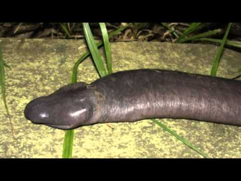 Penus Snake Penus Snake