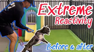 Extreme reactivity before & after #dog #dogtraining
