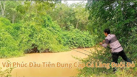 Câu Cá Suối Rạt Vịnh Mới, Có Nhiều Cá Chạch Và Cá Lăng Đuôi Đỏ/Tập 66/Hòa Vlog 934/