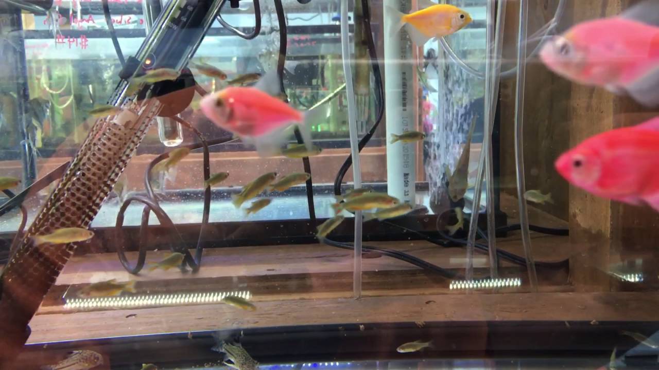 Celestial Pearl Danio Pearl Rasbora For Sale