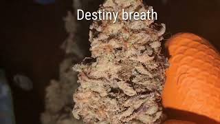 Best Indoor Grow Shots