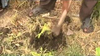 Napier Grass Plantation Neemadi SPS Madhya Pradesh