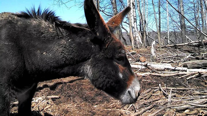 Chewing mule named Peter!