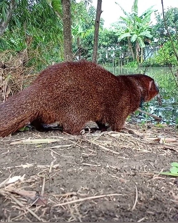 Mantau garangan dipinggir sungai ‼️ #garanganjinak #linsang #lasun