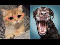 Funniest Cats and dogs 😹 - Don&#39;t try to hold back Laughter 😂 - Funny Cats and dogs Videos 2