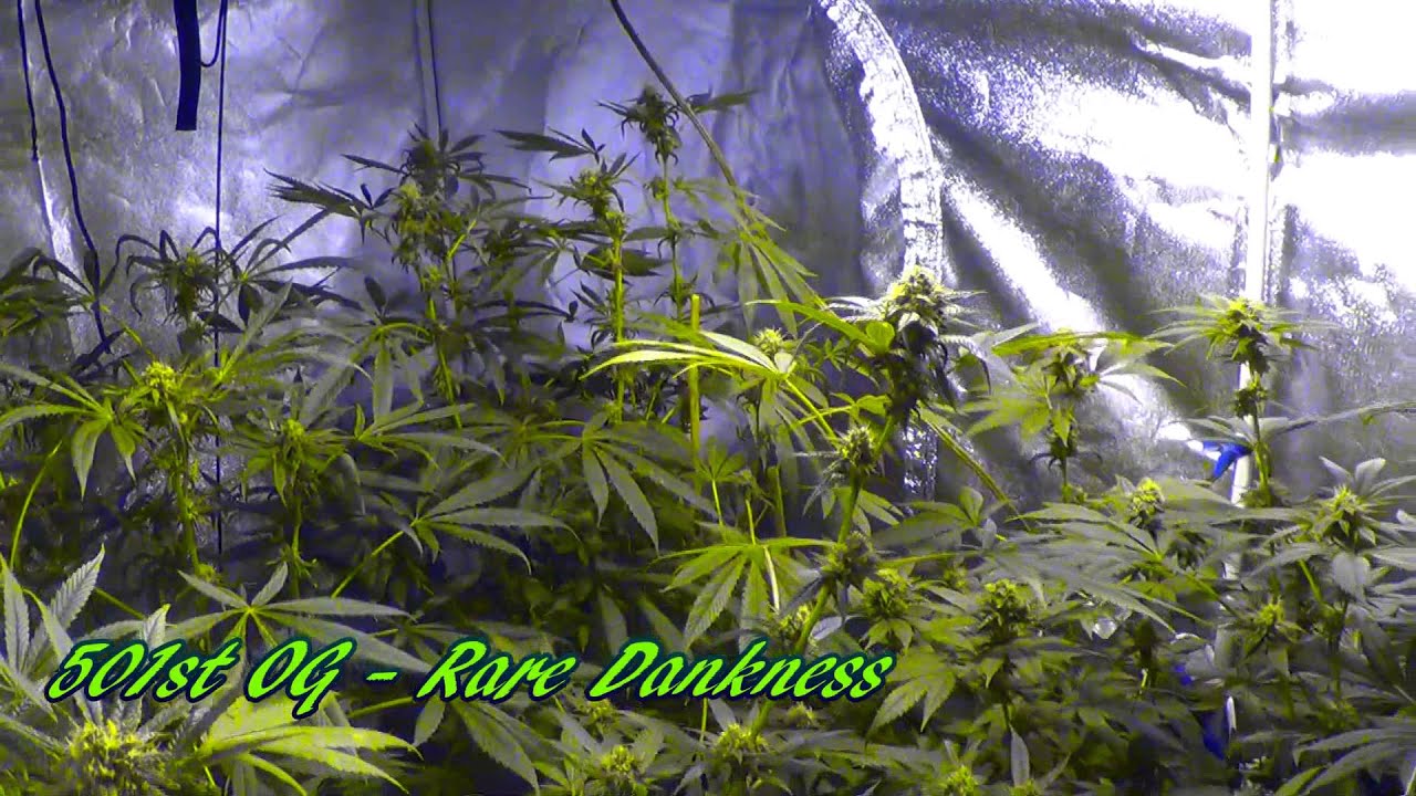 Rare Dankness: 501st OG Day 28