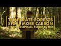 Which forest types store the most carbon  temperate vs tropical forests