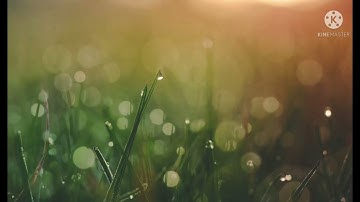 سورة عبس الشيخ سلمان العتيبي
