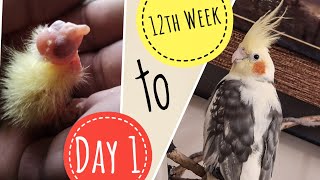 Cockatiel Baby Growth Stages 1 to 12 weeks | New Born Baby Cockatiels | Chicks to Adults