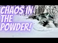 We tear up some powder with a rowdy crew toyota4x4 pnw snow