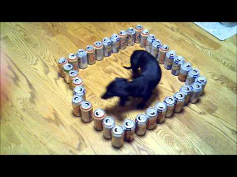 dumb vs. smart wiener dog