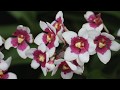 Sarcochilus Orchid Collection  Varieties and Breeding