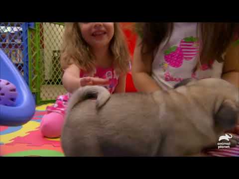 Most Adorable Pint Sized Pets Moments Too Cute Animal Planet