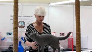 Gc Hoobee Blu Blu Blu Of Autumnleaf In Irinas Ring