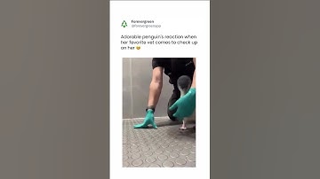 Adorable Penguin Reaction To Caretaker