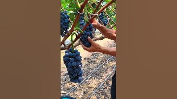 how to grape fruit cutting #grape #grapenation #pruning #farming #garden
