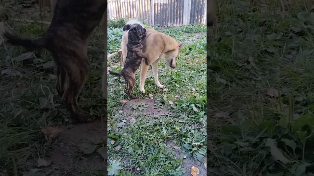 Staff&Laika.первый день знакомства.