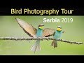 Bird Photography Tour Serbia 2019 (Part 2)