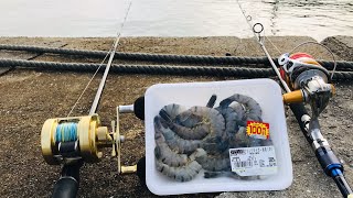 【ぶっこみ釣り】割引のエビを使って超大物を引っ張り出す！