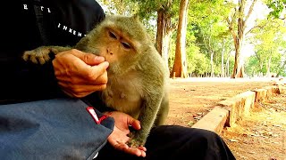 Baby monkey Lola Very lovely Yes | but mom Leyla her same lovely | Leyla eat and play with me